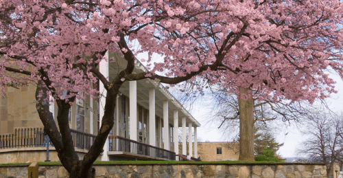 图书馆 in springtime 